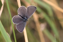 Modrásek nejmenší - Cupido minimus, Polsko- lom Tlumaczów, 9.8.2012 
