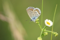 Modrásek obecný - Plebejus idas , Eibenthal , 15.6.2015