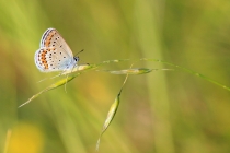 Modrásek obecný - Plebejus idas , Eibenthal , 15.6.2015