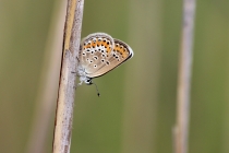Modrásek obecný - Plebejus idas; m. podobný - p. argyrognomon, PP Vápenice, 24.7.2014 
