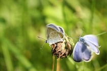 Modrásek obecný - Plebejus idas; m. podobný - p. argyrognomon, PP Vápenice, 24.7.2014 