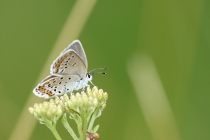 Modrásek obecný - Plebejus idas; m. podobný - p. argyrognomon, Velká Fatra, 20.7.2014 