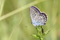 Modrásek obecný - Plebejus idas; m. podobný - p. argyrognomon, Vrchbělá, 6.7.2014 