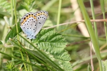 Modrásek obecný - Plebejus idas; m. podobný - p. argyrognomon, Vrchbělá, 6.7.2014 