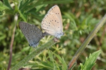 Modrásek očkovaný - Maculinea teleius , Josefovské louky, 5.8.2013  