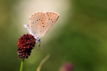 Modrásek očkovaný - Maculinea teleius , Náchod- Homolka, 28.7.2010