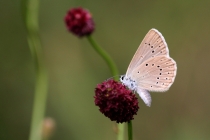 Modrásek očkovaný - Maculinea teleius , Náchod- Homolka, 28.7.2010