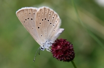 Modrásek očkovaný - Maculinea teleius , Náchod- Homolka, 28.7.2010