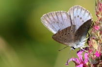 Modrásek očkovaný - Maculinea teleius , Náchod- Homolka, 31.7.2010