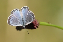 Modrásek očkovaný - Maculinea teleius , Polsko u Malé Čermné, 24.7.2013