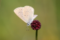 Modrásek očkovaný - Maculinea teleius , Polsko u Malé Čermné, 24.7.2013