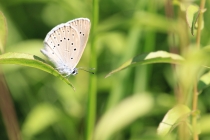 Modrásek očkovaný - Maculinea teleius , PR Dubno, 3.7.2015 