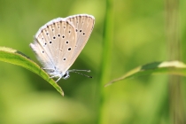 Modrásek očkovaný - Maculinea teleius , PR Dubno, 3.7.2015 