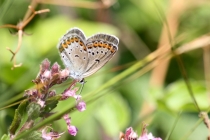 Modrásek podobný (m. obecný) - Plebejus argyrognomon (P. idas), Makedonie - Šar Planina, 2.7.2013