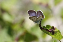 Modrásek podobný (m. obecný) - Plebejus argyrognomon (P. idas), Makedonie - Šar Planina, 2.7.2013