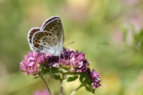 Modrásek podobný (m. obecný) - Plebejus argyrognomon (P. idas), Makedonie - Šar Planina, 2.7.2013