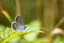 Modrásek podobný (m. obecný) - Plebejus argyrognomon (P. idas), Slovensko - Štiavnické vrchy, 31.7.2013