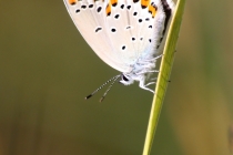 Modrásek podobný (m. obecný) - Plebejus argyrognomon (P. idas), Strabišov, 26.7.2013