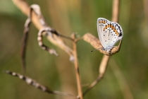 Modrásek podobný (m. obecný) - Plebejus argyrognomon (P. idas), Strabišov, 26.7.2013