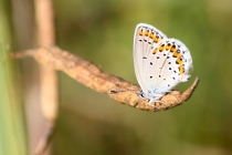 Modrásek podobný (m. obecný) - Plebejus argyrognomon (P. idas), Strabišov, 26.7.2013