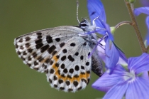 Modrásek rozchodníkový - Scolitantides orion , Český kras, 21.5.2010