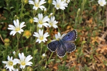 Modrásek rozchodníkový - Scolitantides orion , Lichnice, 13.4.2014 