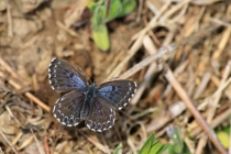 Modrásek rozchodníkový - Scolitantides orion , Lichnice, 13.4.2014 