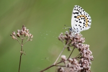 Modrásek rozchodníkový Scolitantides orion , Lichnice, 13.4.2014 