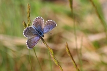 Modrásek rozchodníkový Scolitantides orion , Lichnice, 14.5.2015 