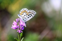 Modrásek rozchodníkový Scolitantides orion , Lichnice, 14.5.2015 