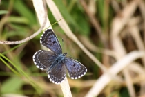 Modrásek rozchodníkový Scolitantides orion , Lichnice, 14.5.2015 