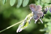Modrásek rozchodníkový - Scolitantides orion , Lichnice, 16.6.2014