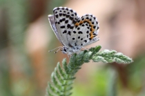 Modrásek rozchodníkový - Scolitantides orion , Ústí nad Labem,  30.4.2012 
