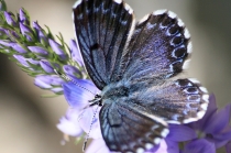 Modrásek rozchodníkový - Scolitantides orion , Ústí nad Labem, 6.5. 2011