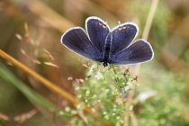 Modrásek štírovníkový - Cupido argiades, Polsko- Golaczów, 29.7.2014 