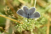 Modrásek štírovníkový - Cupido argiades, Polsko- Golaczów, 29.7.2014 
