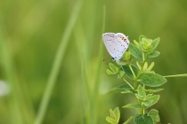 Modrásek štírovníkový - Cupido argiades, Polsko- Golaczów, 29.7.2014 
