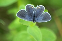 Modrásek štírovníkový - Cupido argiades, Polsko- Golaczów, 29.7.2014 