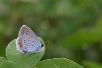 Modrásek štírovníkový - Cupido argiades, Polsko- Malá Čermná, 15.7.2011  