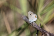 Modrásek štírovníkový - Cupido argiades, Polsko- Malá Čermná, 19.8.2012  