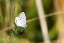 Modrásek štírovníkový - Cupido argiades, Polsko- Malá Čermná, 2.8.2013