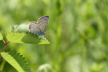 Modrásek štírovníkový - Cupido argiades, Polsko- Malá Čermná, 28.7.2011