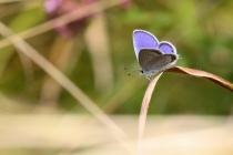 Modrásek štírovníkový - Cupido argiades, PR Dlouholoučské stráně, 24.8.2013