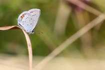 Modrásek štírovníkový - Cupido argiades, PR Dlouholoučské stráně, 24.8.2013