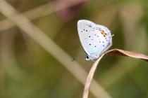 Modrásek štírovníkový - Cupido argiades, PR Dlouholoučské stráně, 24.8.2013
