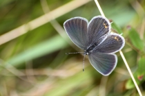 Modrásek štírovníkový - Cupido argiades, PR Dlouholoučské stráně, 24.8.2013
