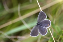 Modrásek štírovníkový - Cupido argiades, PR Dlouholoučské stráně, 24.8.2013