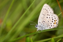 Modrásek stříbroskvrnný - Vacciniina optilete , Torfowisko pod Zielencem, 18.7.2013
