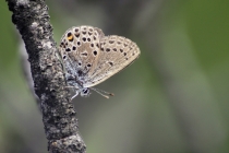 Modrásek stříbroskvrnný - Vacciniina optilete , Torfowisko pod Zielencem, 18.7.2013