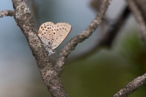 Modrásek stříbroskvrnný - Vacciniina optilete , Torfowisko pod Zielencem, 18.7.2013